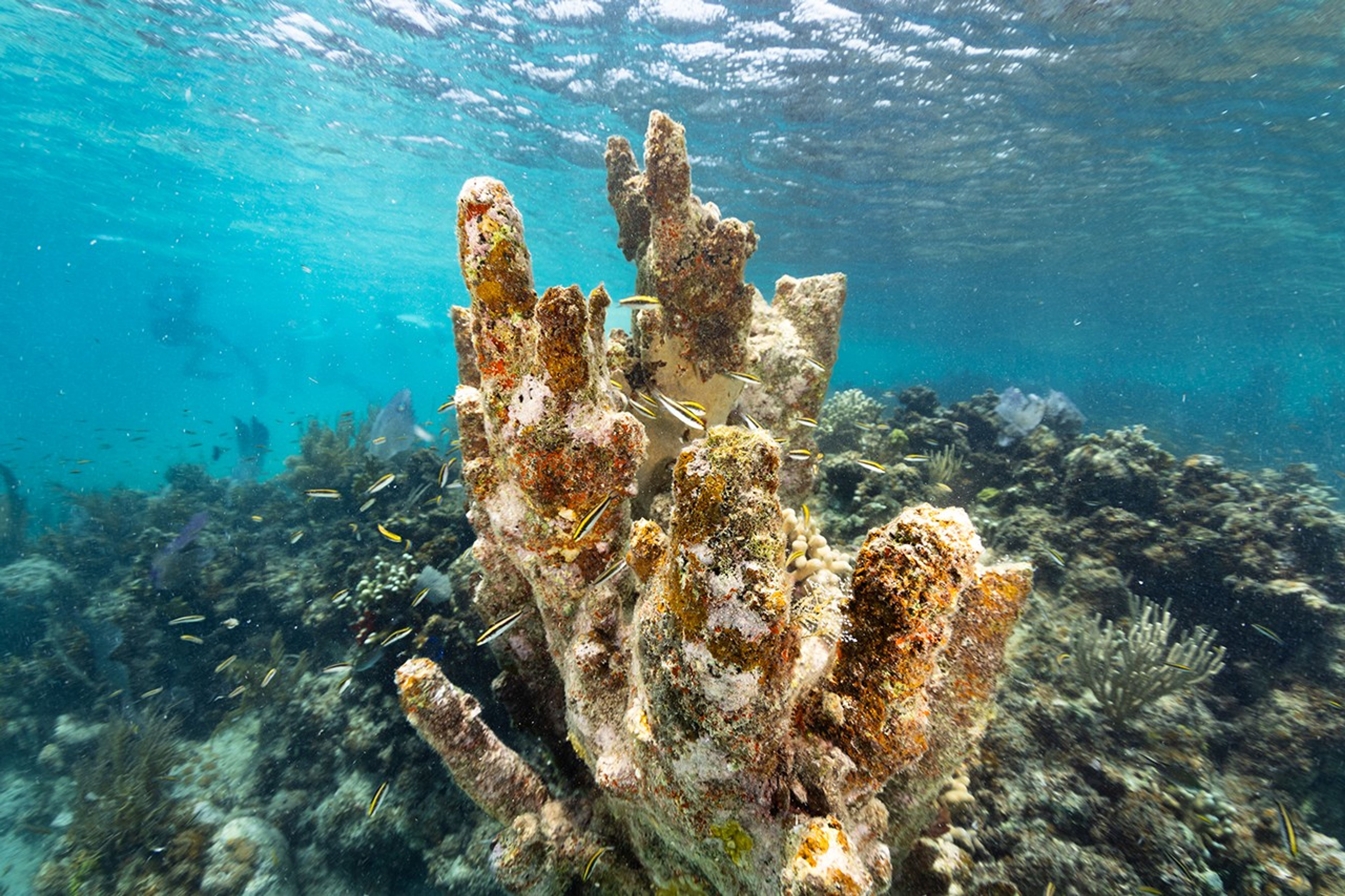 Arrecifes de coral: las selvas tropicales del océano